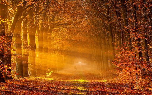 Road trees yellow leaves light free wallpaper - medium preview image