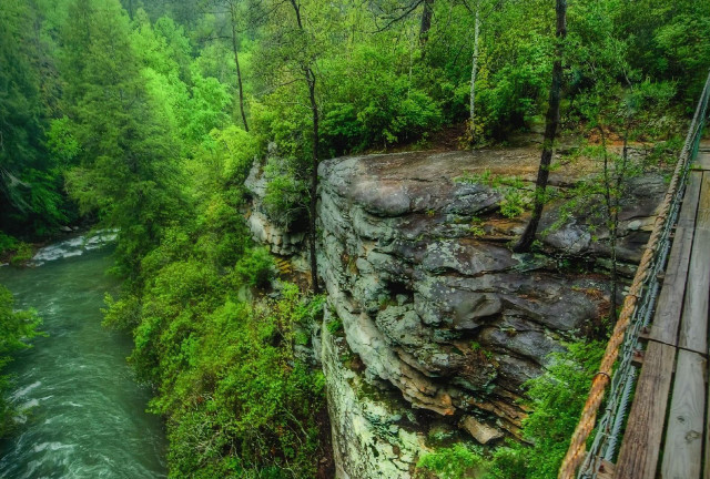 Bridge river forest moss nature free wallpaper - medium preview image