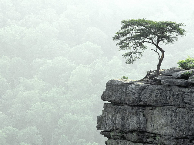 Lone tree cliff forest foggy free wallpaper - medium preview image