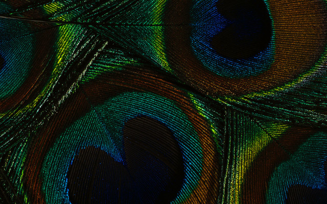 Peacock feathers blue green black free wallpaper - medium preview image