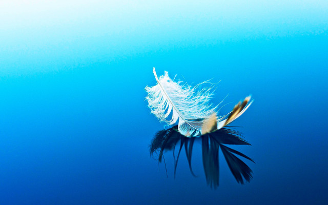 Feather floating water blue background free wallpaper - medium preview image