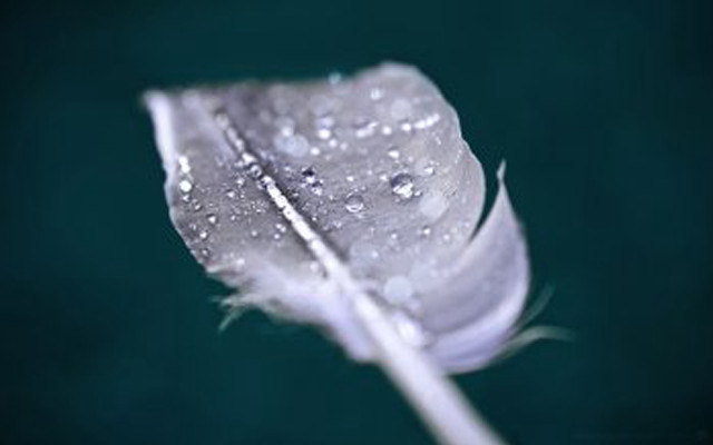 Feather water droplets table green free wallpaper - medium preview image