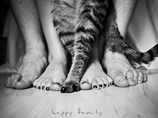 Cat sitting bed next to free wallpaper - medium preview image