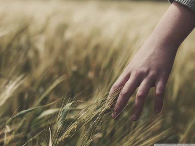 Hand reaching grain field wheat free wallpaper - medium preview image