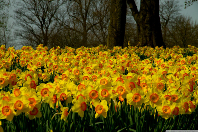 Yellow flowers trees gray sky free wallpaper - medium preview image