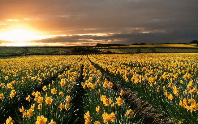 Yellow flowers sunset clouds field free wallpaper - medium preview image