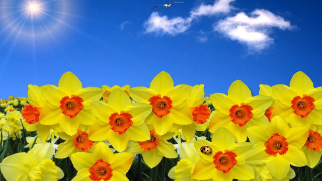 Yellow flowers blue sky bird free wallpaper - medium preview image