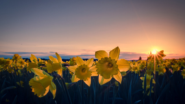 Yellow flowers sunset clouds field #2 free wallpaper - medium preview image