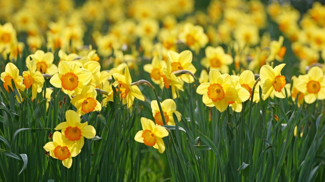 Yellow flower field blurry nature free wallpaper - medium preview image