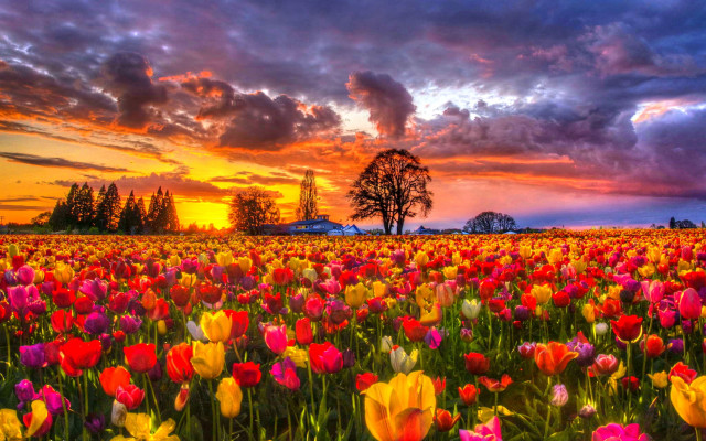Field flowers sunset clouds sky #3 free wallpaper - medium preview image