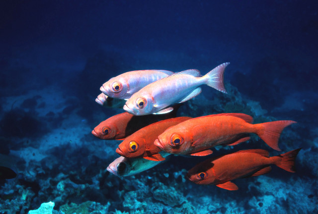 Fish coral reef ocean blue #18 free wallpaper - medium preview image