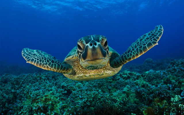 Turtle swimming coral reef ocean free wallpaper - medium preview image