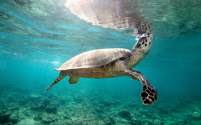 Turtle ocean surfaced underwater fish free wallpaper - medium preview image