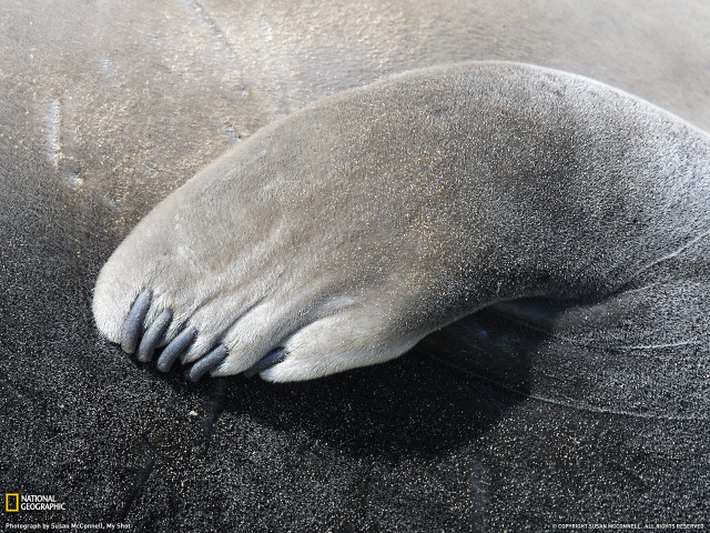 Elephant foot sand water black free wallpaper - medium preview image