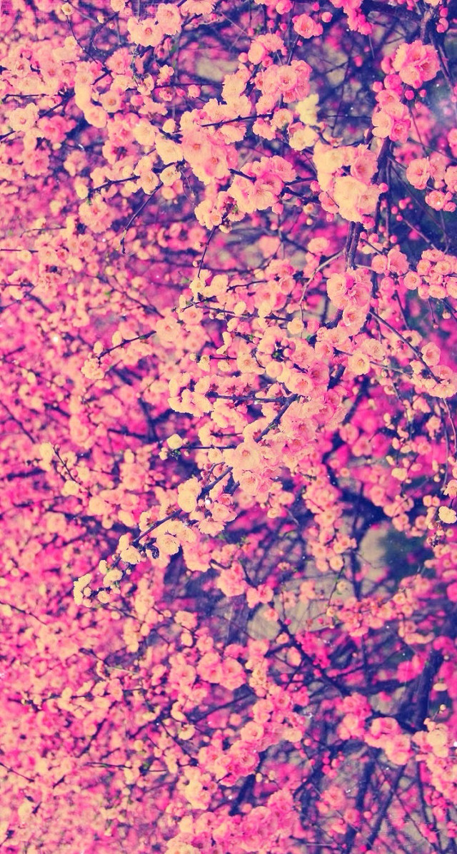 Pink sakura tree blue sky free wallpaper - medium preview image