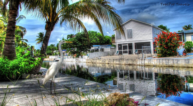 Bird dock water houses palm free wallpaper - medium preview image