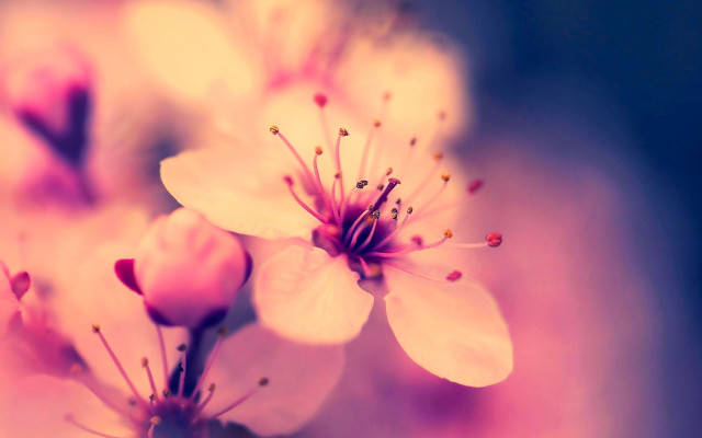 Flower macro blurry background sunset free wallpaper - medium preview image