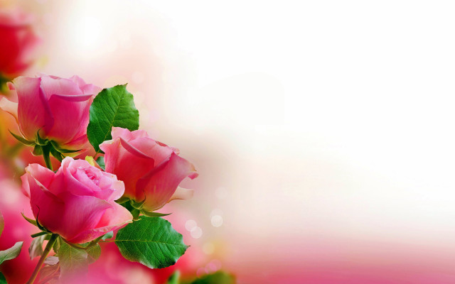 Pink roses green leaves white #8 free wallpaper - medium preview image