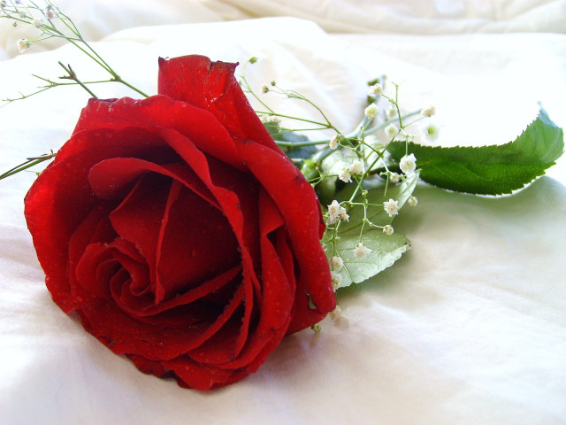 Red rose white sheet green free wallpaper - medium preview image