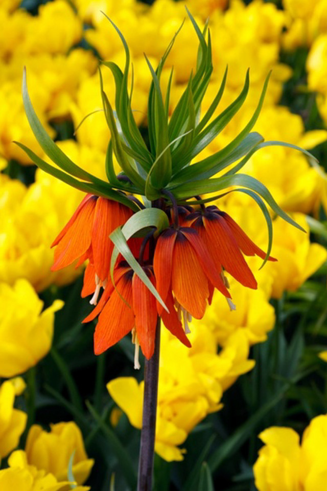 Flower field autumn blurry bokeh free wallpaper - medium preview image