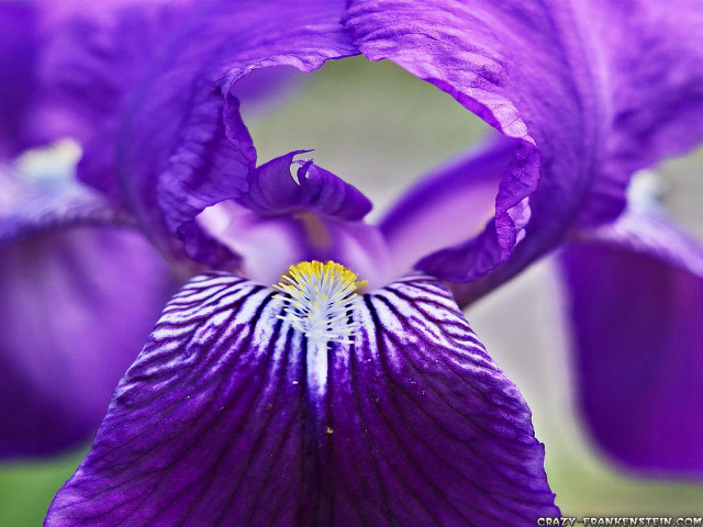 Purple flower yellow center white free wallpaper - medium preview image