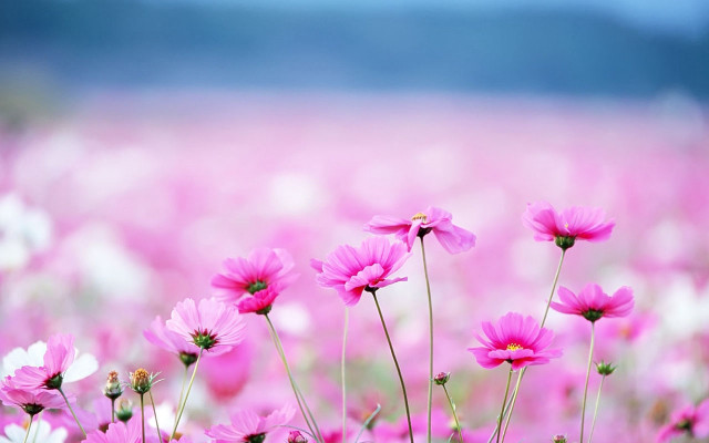 Pink flowers field sky background #2 free wallpaper - medium preview image