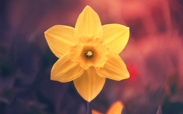 Yellow flower sunset sunflower blurry free wallpaper - medium preview image