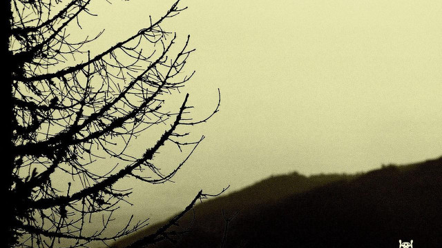 Bird perched tree branch foggy free wallpaper - medium preview image