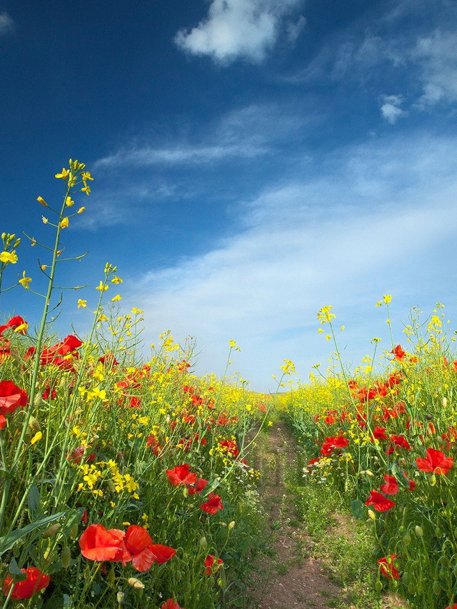 Dirt path field flowers blue free wallpaper - medium preview image