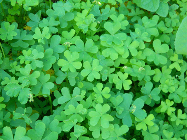 Green leaves field plant vines free wallpaper - medium preview image