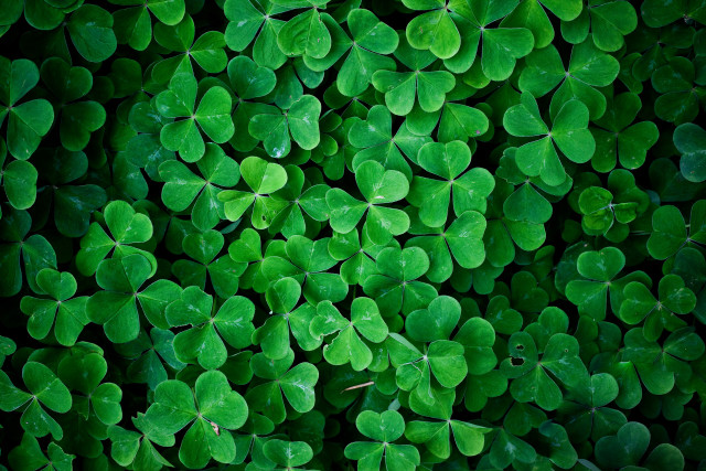 Green clovers leaves above view free wallpaper - medium preview image