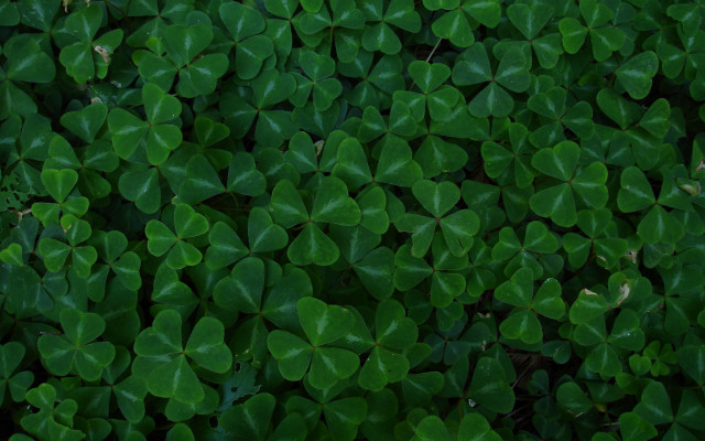 Green leaves growing together in #2 free wallpaper - medium preview image