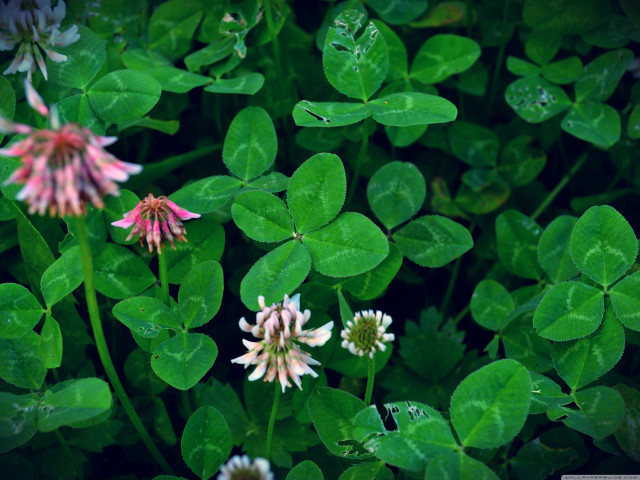 Flowers waterdrops leaves shallow depth free wallpaper - medium preview image