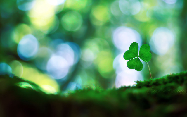 Small green leaf moss forest free wallpaper - medium preview image