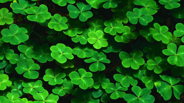 Green shamrocks background wallpaper backdrop free wallpaper - medium preview image