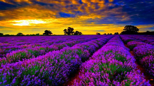 Lavender field sunset clouds sky free wallpaper - medium preview image
