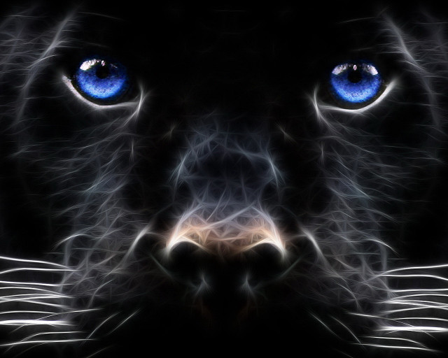 Black cat blue eyes night #2 free wallpaper - medium preview image