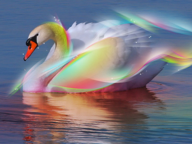 Swan floating water wings spread #2 free wallpaper - medium preview image
