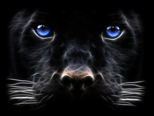Black cat blue eyes night #3 free wallpaper - medium preview image