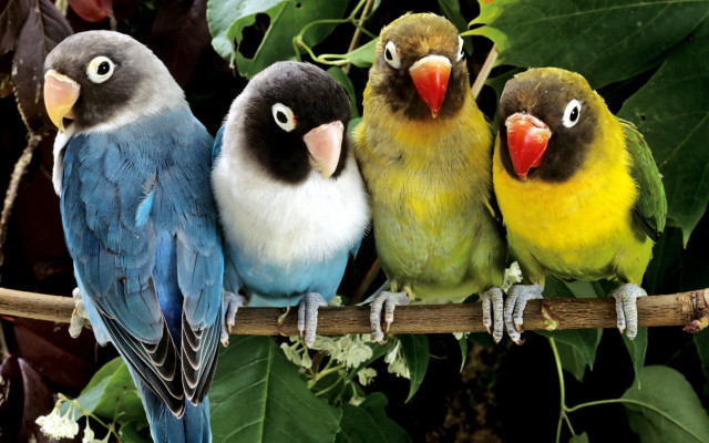 Birds branch leaves flowers tree free wallpaper - medium preview image