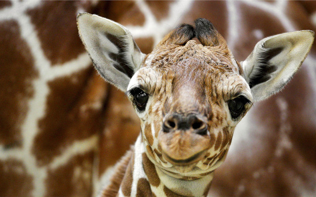 Giraffe closeup brown background white free wallpaper - medium preview image
