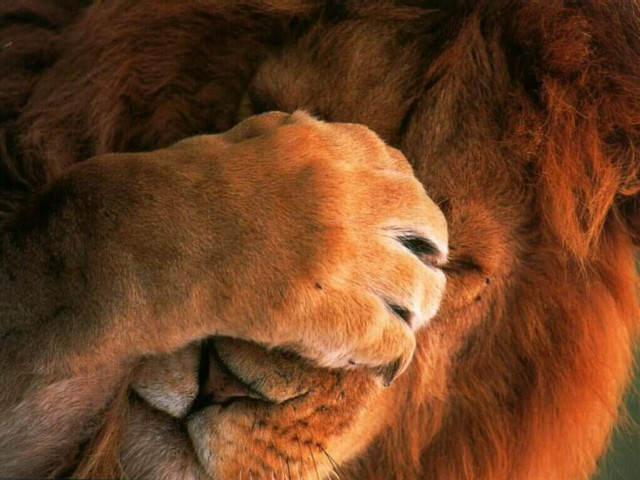 Lion closeup wall closed eyes free wallpaper - medium preview image