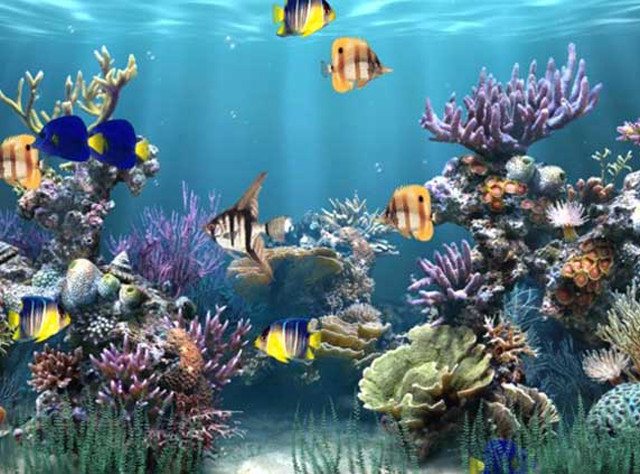 Large aquarium diverse fish colorful free wallpaper - medium preview image