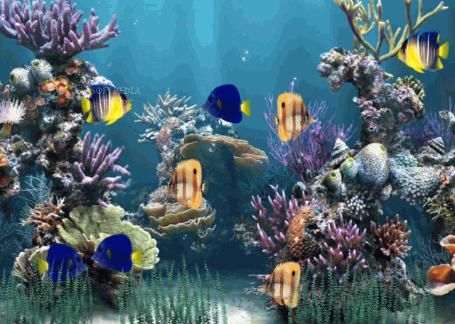 Large aquarium diverse fish vibrant #2 free wallpaper - medium preview image