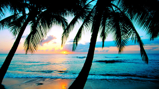 Palm trees beach sunset ocean free wallpaper - medium preview image