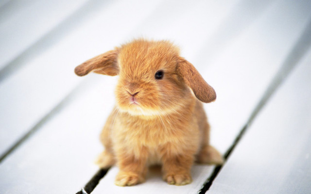 Small rabbit wooden floor sad free wallpaper - medium preview image