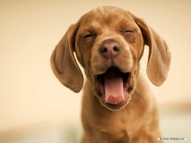 Dog mouth open tongue out #2 free wallpaper - medium preview image