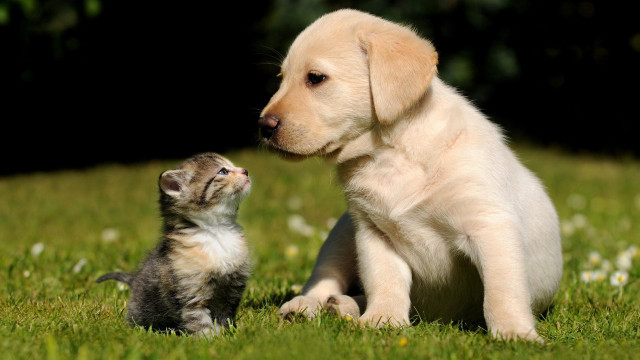 Puppy kitten sitting grass together free wallpaper - medium preview image