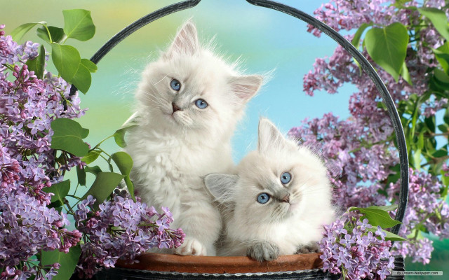 Two white kittens basket lilacs free wallpaper - medium preview image
