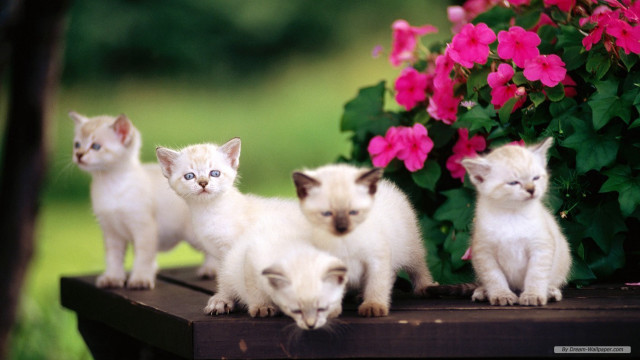 Kittens table flower pot bush #3 free wallpaper - medium preview image